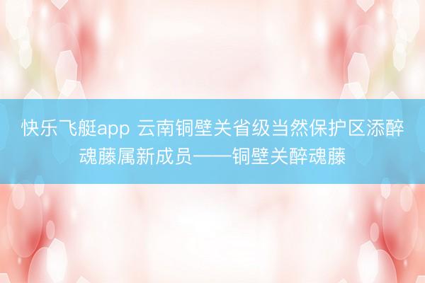 快乐飞艇app 云南铜壁关省级当然保护区添醉魂藤属新成员——铜壁关醉魂藤