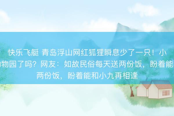 快乐飞艇 青岛浮山网红狐狸瞬息少了一只！小九呢？是去动物园了吗？网友：如故民俗每天送两份饭，盼着能和小九再相逢
